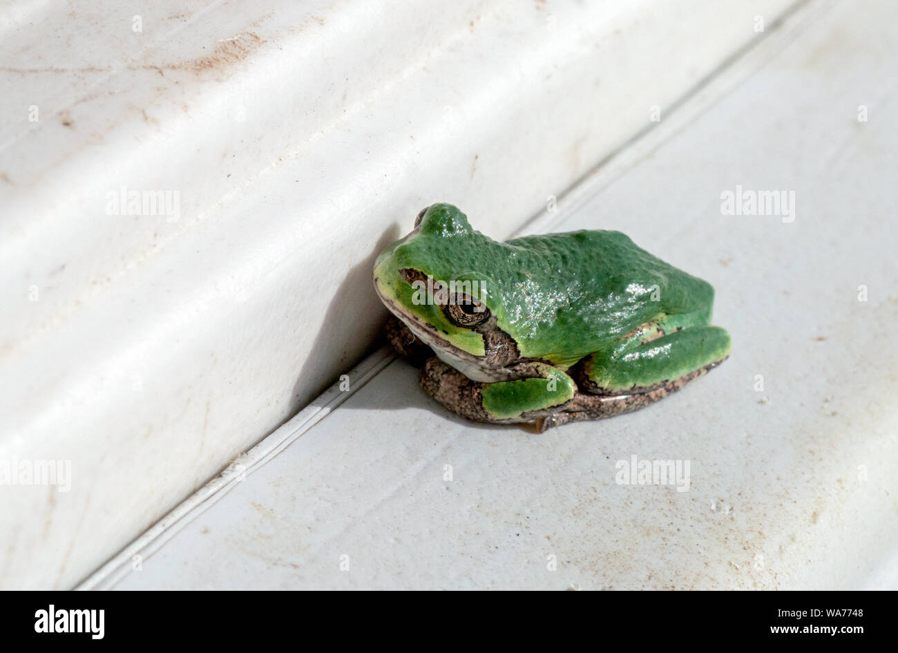 Una piccola rana verde siede su un davanzale in una fattoria nel Michigan STATI UNITI D'AMERICA, in attesa di una gustosa volare a venire da Foto Stock