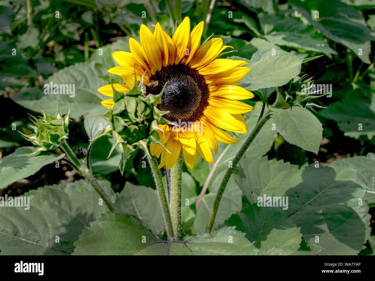 Un grande girasole sta di guardia su piccole gemme non aperti, come una madre premurosa per i suoi bambini Foto Stock