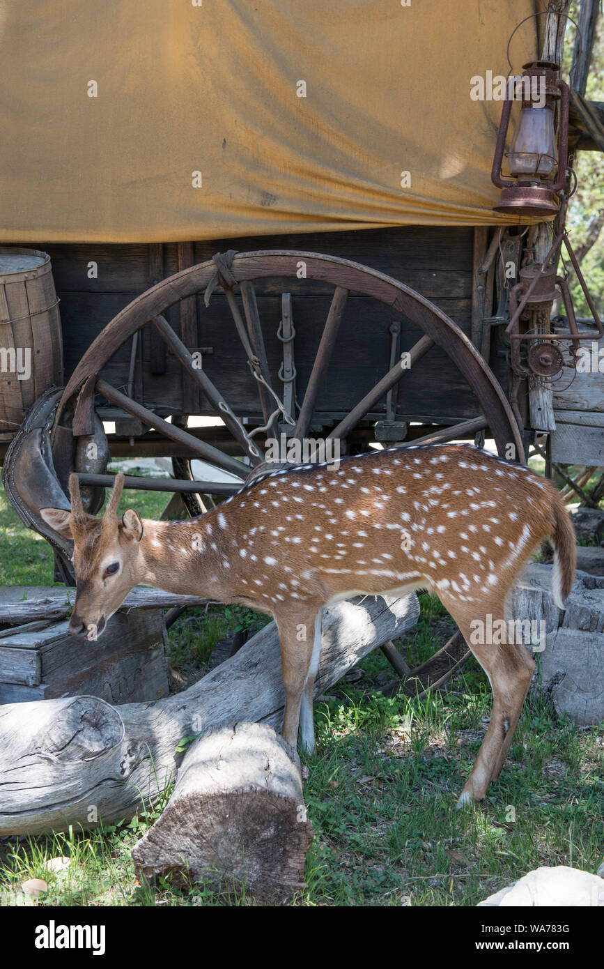 Un amichevole fulvo al molle incantata Ranch e Old West theme park, speciale-eventi venue, e frequente di film e televisione commerciale in set Boerne, Texas, a nord-ovest di San Antonio Foto Stock