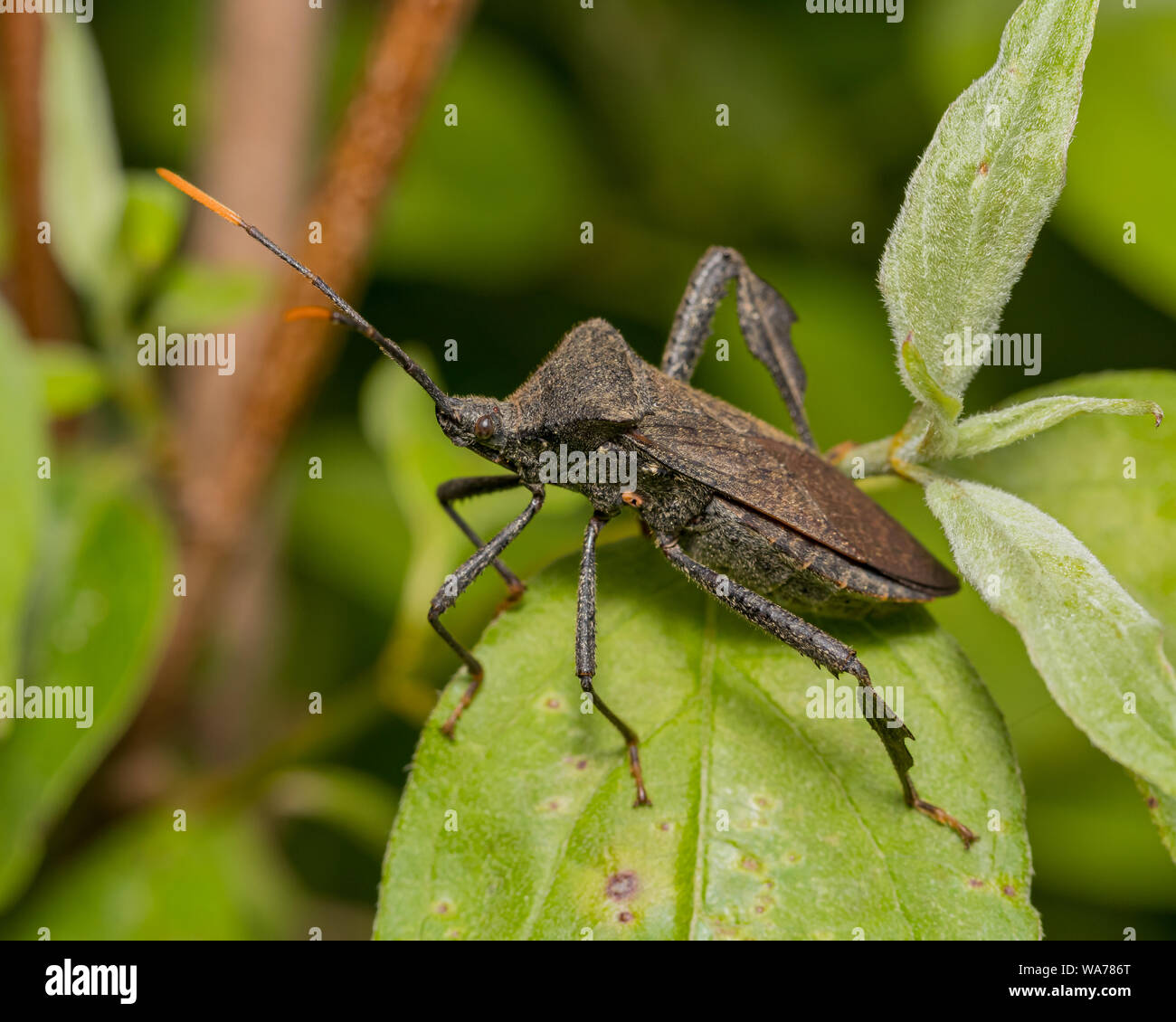 Primo piano di foglie-footed bug seduta sulla pianta verde foglia Foto Stock