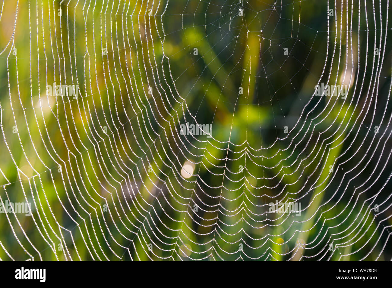Spider Web coperto con gocce di rugiada selective focus macro Foto Stock