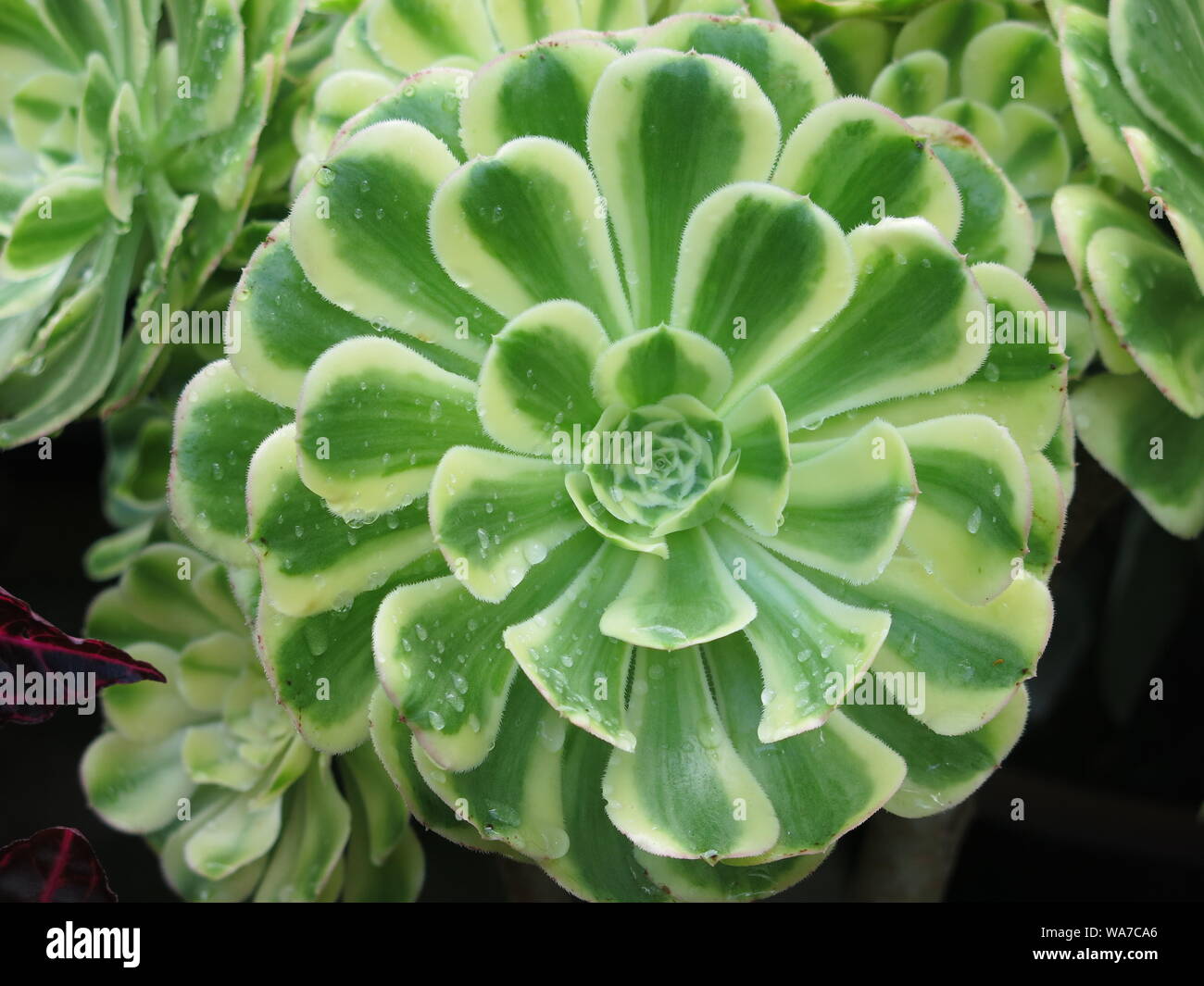 Close-up di un Aeonium (o albero semprevivo) con la sua rosetta di verde e bianco succulenti foglie carnose. Foto Stock