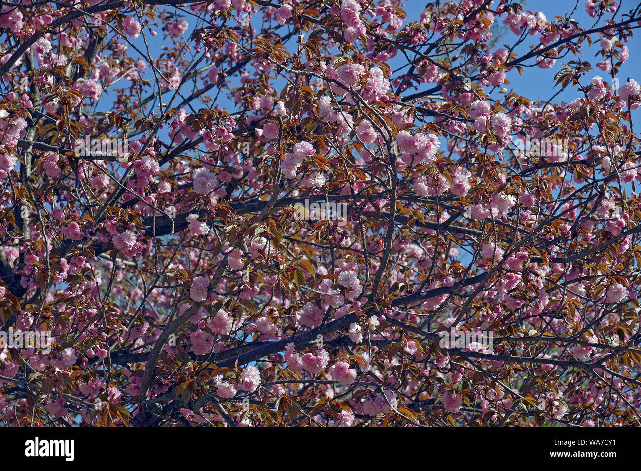 Ciliegia giapponese (Prunus serrulata). Chiamato collina, ciliegio, ciliegio orientale e del Sud Est Asiatico anche di ciliegio. Foto Stock