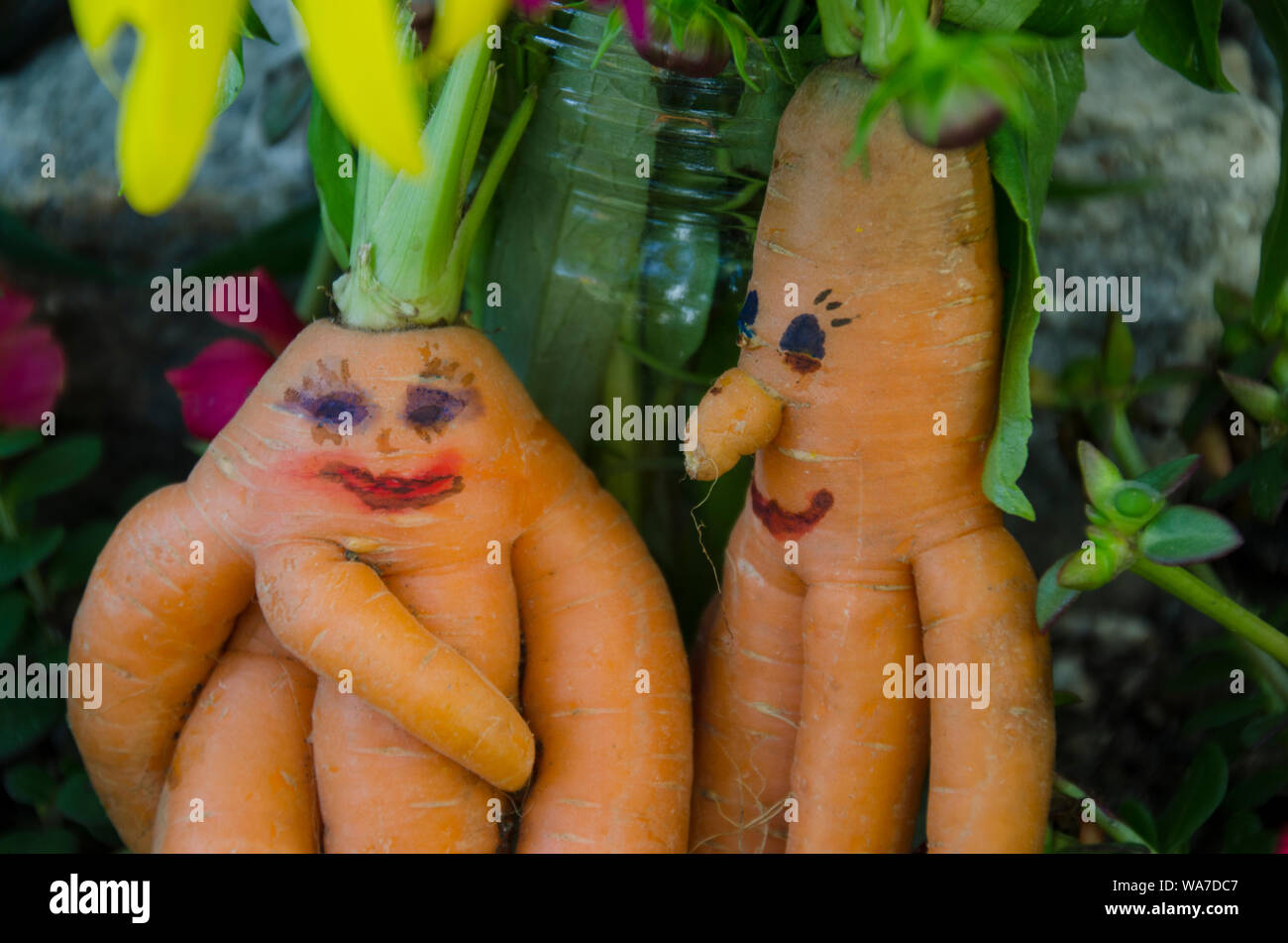 Romanticismo in giardino: carota coppia nella Comunità giardino accanto a fiore, Yarmouth Maine, Stati Uniti d'America Foto Stock