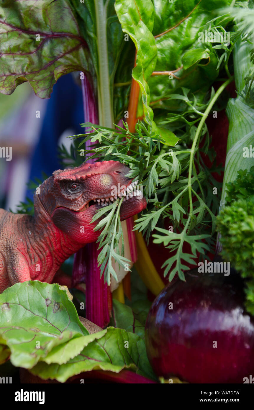 Tirannosauro Rex modello di plastica vicino fino a mangiare verdi dall orto giardino comunità, Yarmouth, Maine, Stati Uniti d'America Foto Stock