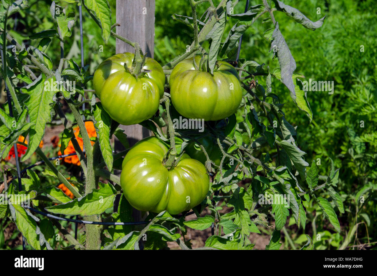 Grossi pomodori verdi in crescita sulla vite, estate, comunità giardino, Yarmouth, Maine, Stati Uniti d'America Foto Stock