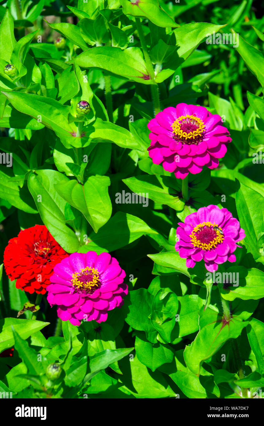 Rosa luminoso blooming Zinnia fiori nel giardino della comunità Foto Stock