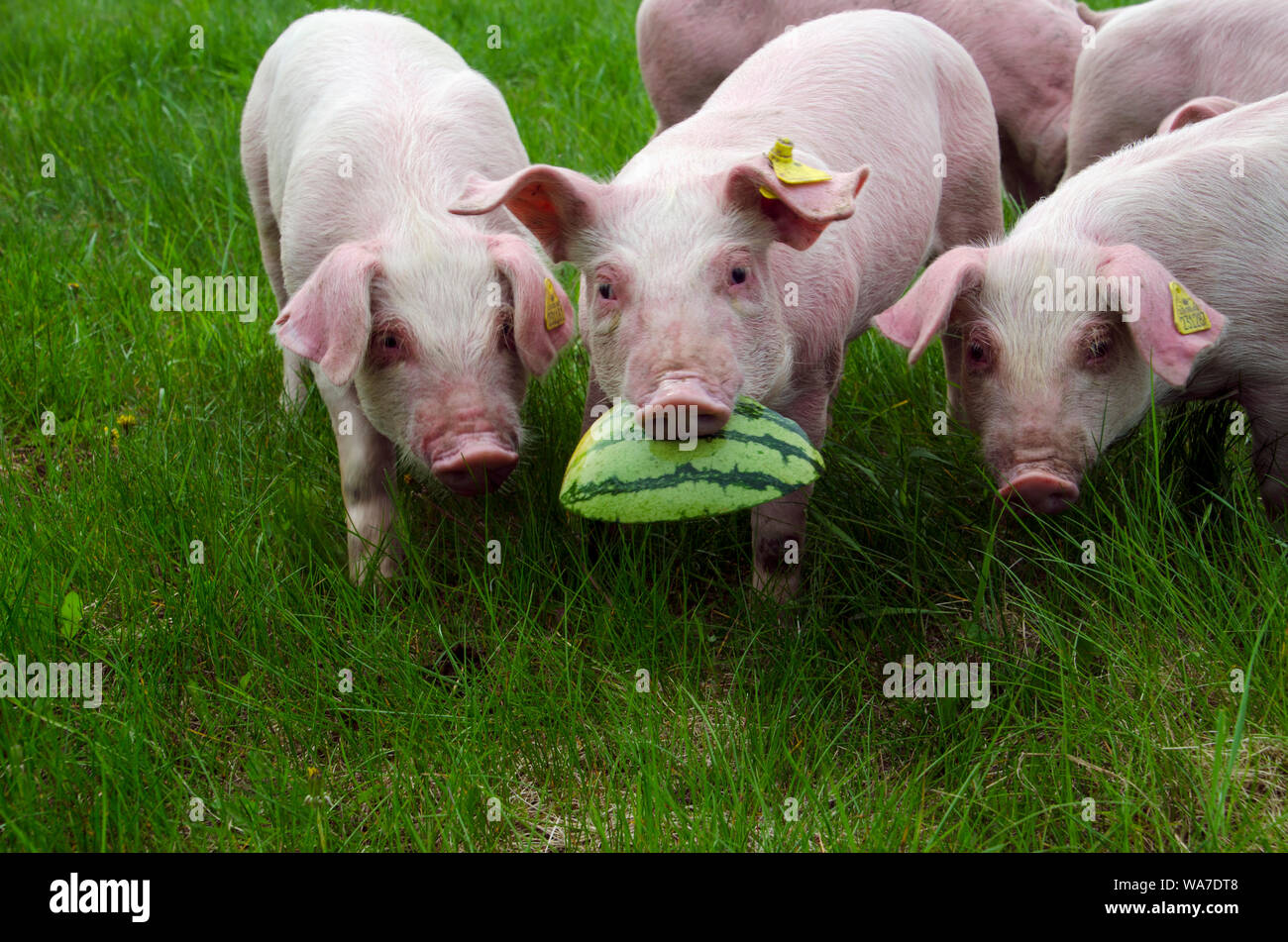 Carino rosa suinetti insieme in erba pature portando cocomero crosta in bocca Foto Stock