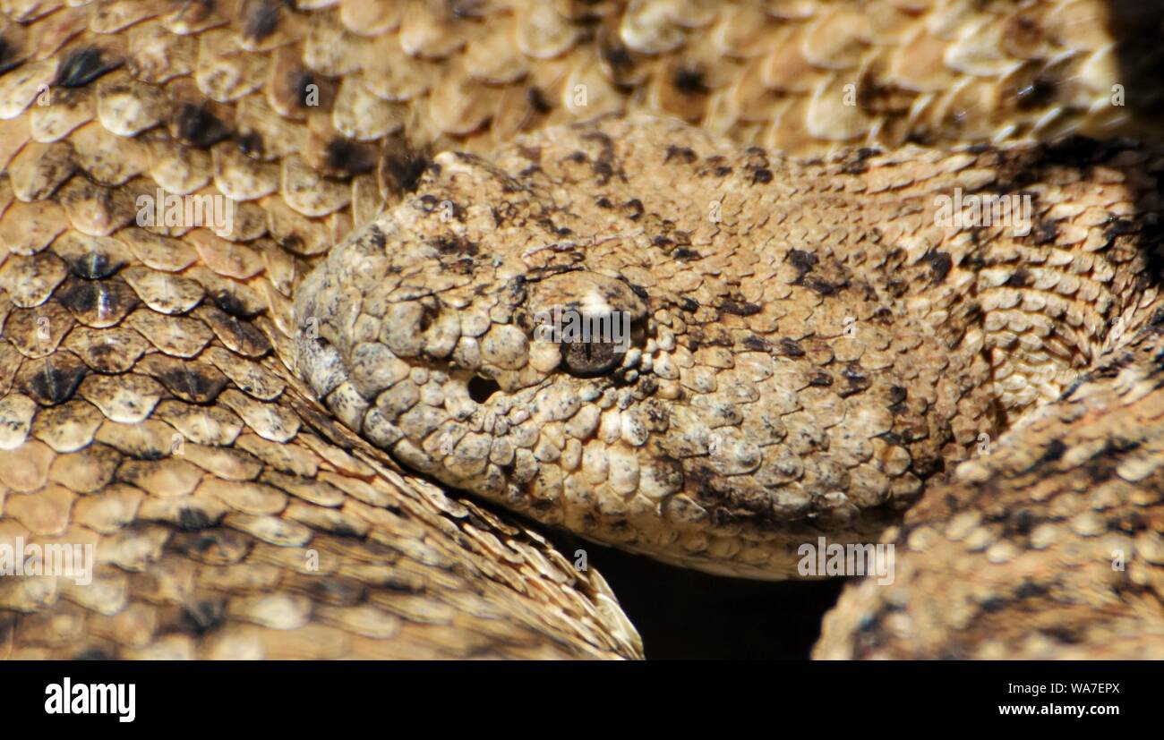 Close-up di un Diamondback Rattlesnake (Crotalus atrox) Foto Stock