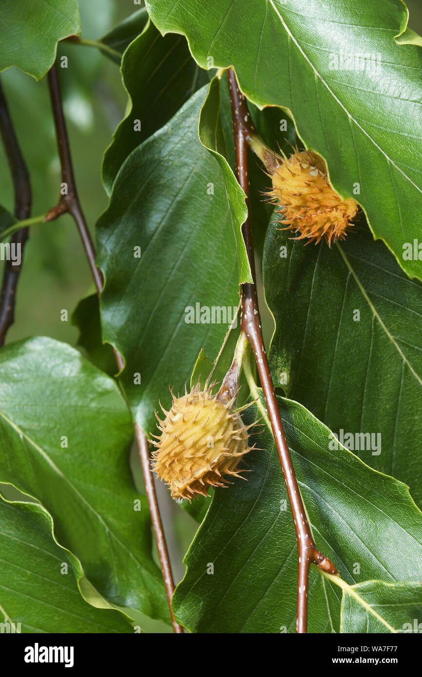 American faggio (Fagus grandifolia). Noto come il Nord America anche di faggio. Foto Stock