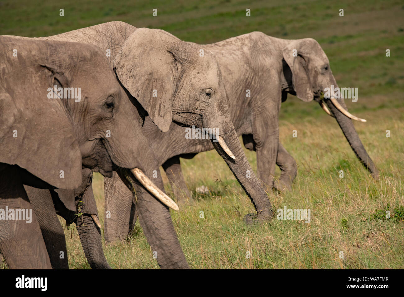 Ritratto di tre elefanti africani allineati nel Masai Mara, Kenya Foto Stock