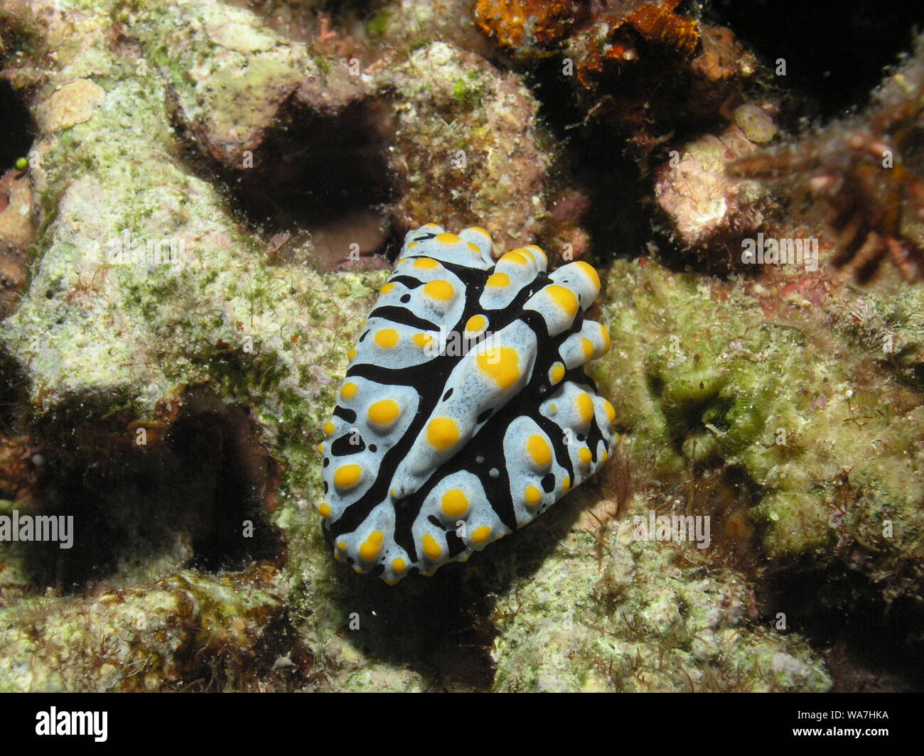 Verruca varicose Slug (Phyllidia varicosa) Foto Stock