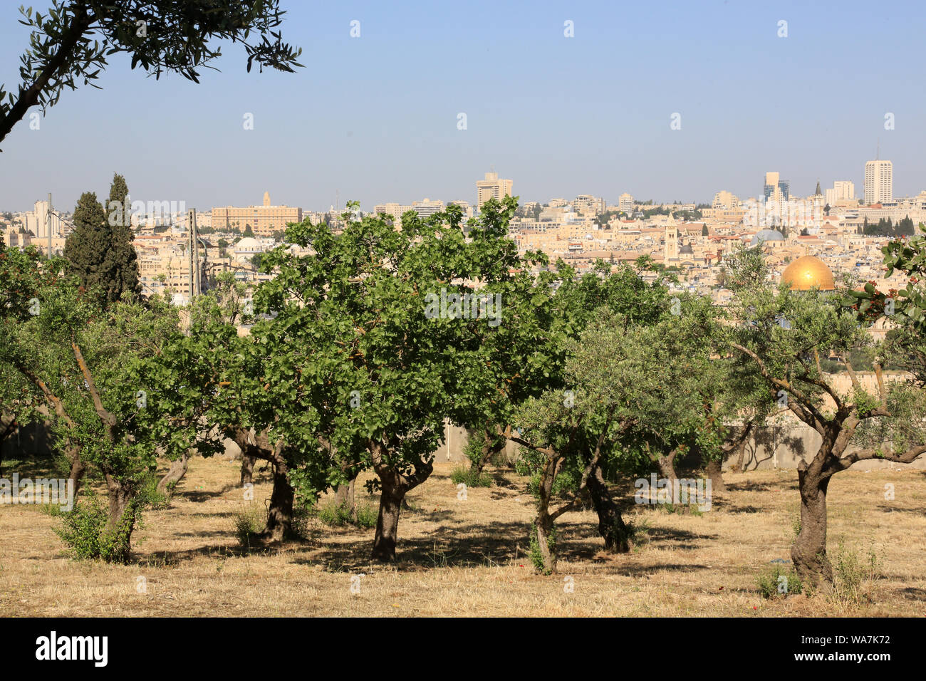Il Giardino del Getsemani. Il monte degli Ulivi. Gerusalemme. Israël. Foto Stock