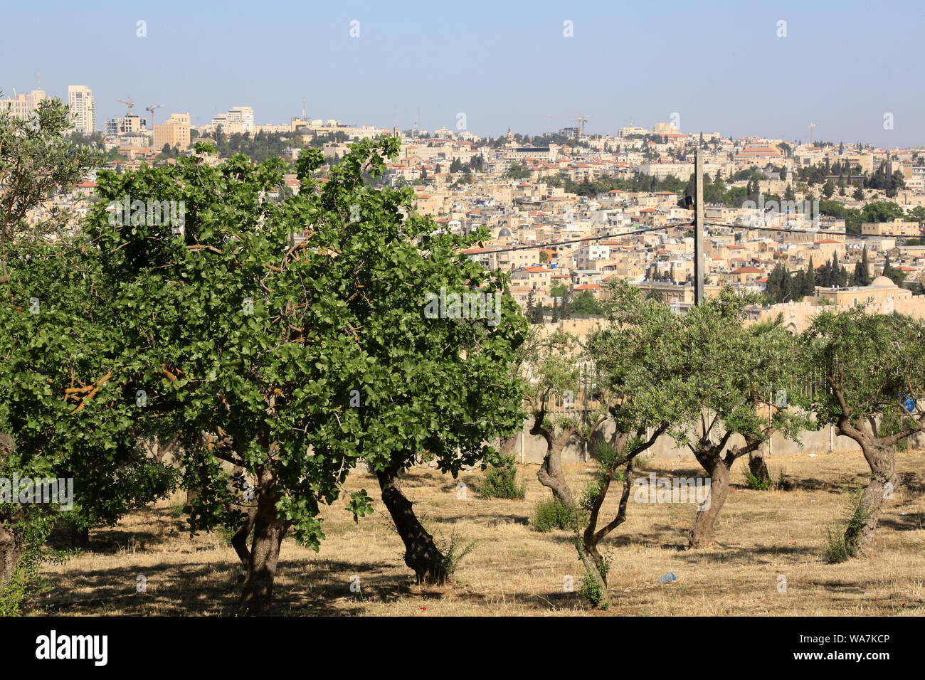 Il Giardino del Getsemani. Il monte degli Ulivi. Gerusalemme. Israël. Foto Stock