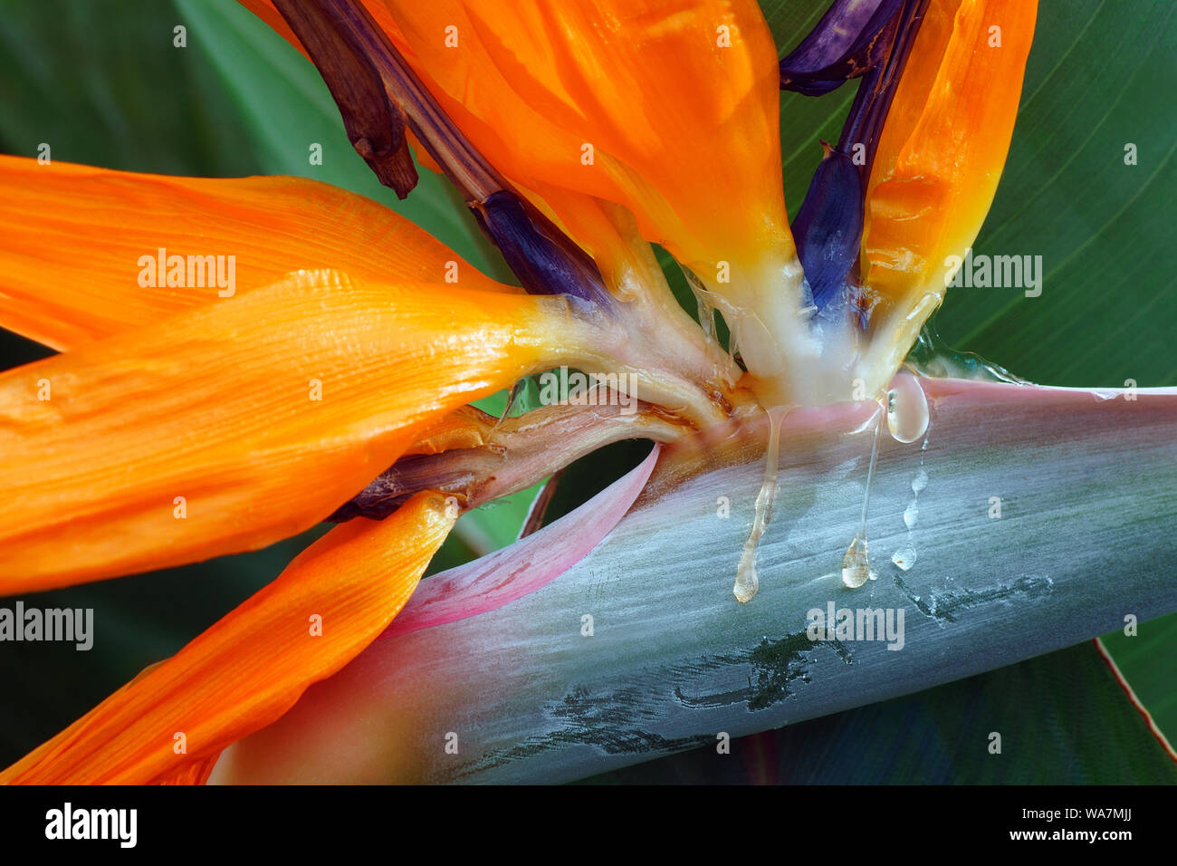 Fiore di gru (Strelitzia reginae). Noto come uccello del paradiso anche. Foto Stock