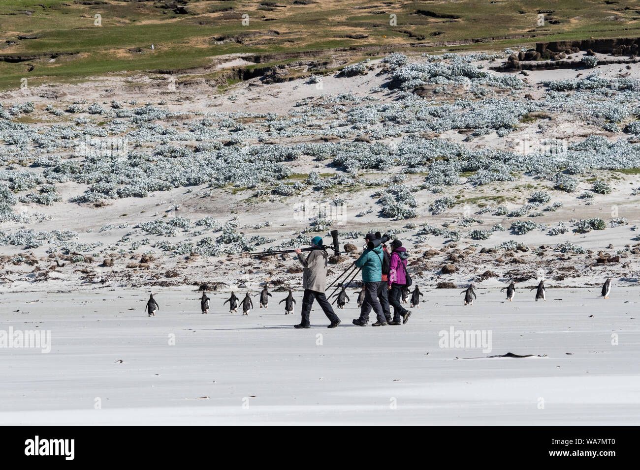Fotografi, turisti, con telecamere e cavalletti camminando sulla spiaggia con i pinguini Gentoo, il collo, Saunders Island, nelle Isole Falkland Foto Stock