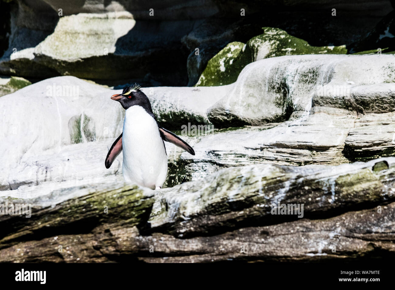 Carino, adulto pinguino saltaroccia, Eudyptes chrysocome, sulle scogliere in corrispondenza del collo, Saunders Island, nelle Isole Falkland, Sud Atlantico Foto Stock