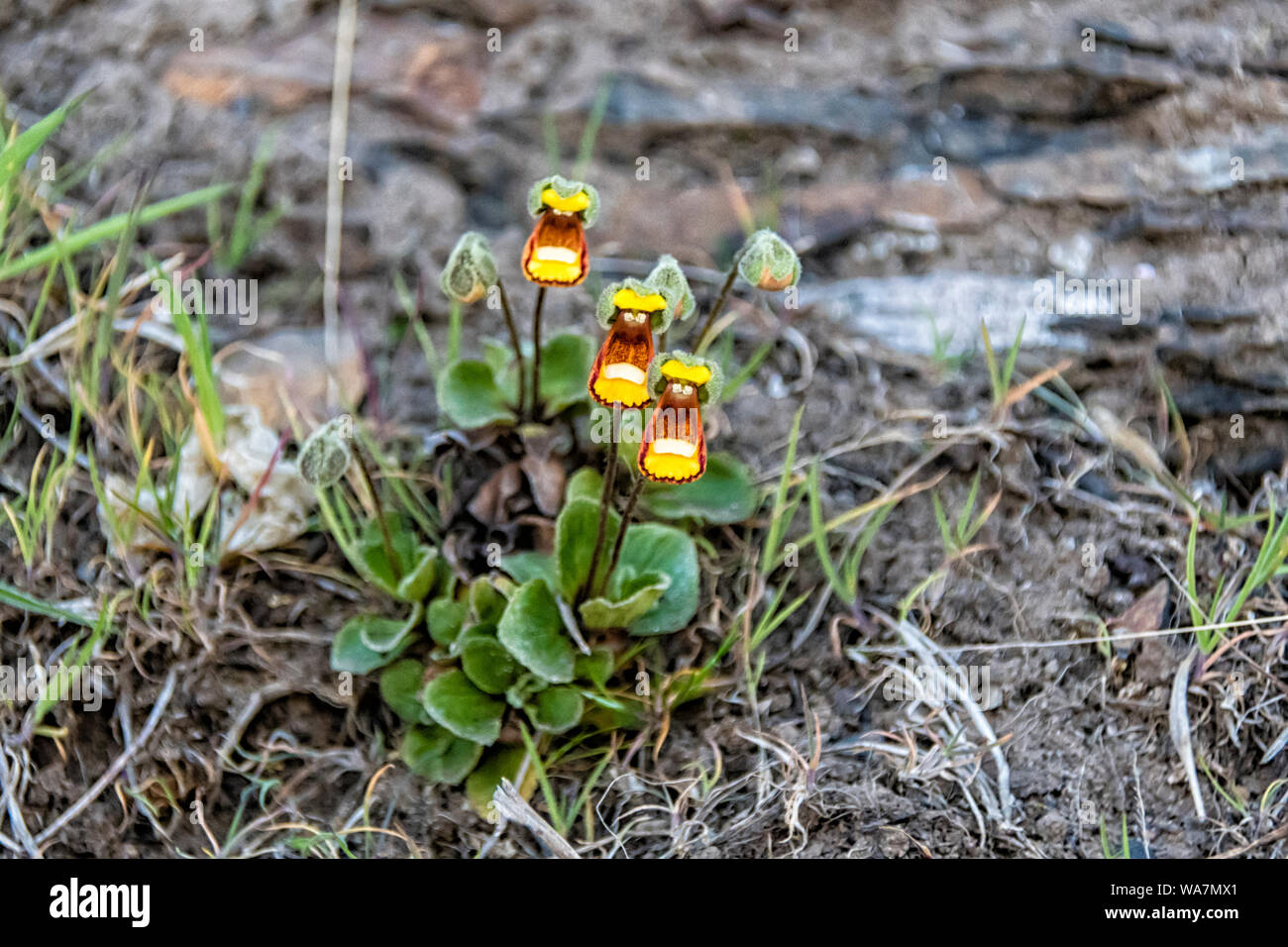 Lady del fiore di pantofole, Calceolaria fothergillii, Saunders Island, nelle Isole Falkland, Sud Atlantico Foto Stock