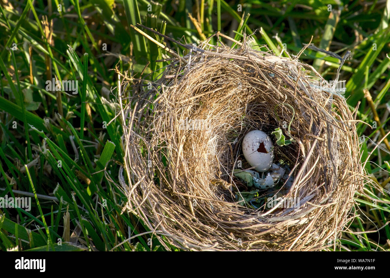 Abbandonato nido di uccelli si trova in erba con gusci vuoti all'interno Foto Stock