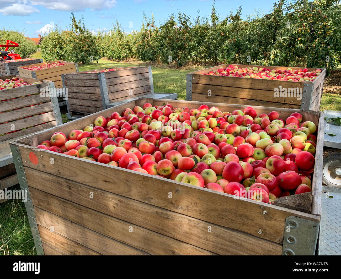 Roulotte scatole piene di appena raccolto mele Foto Stock