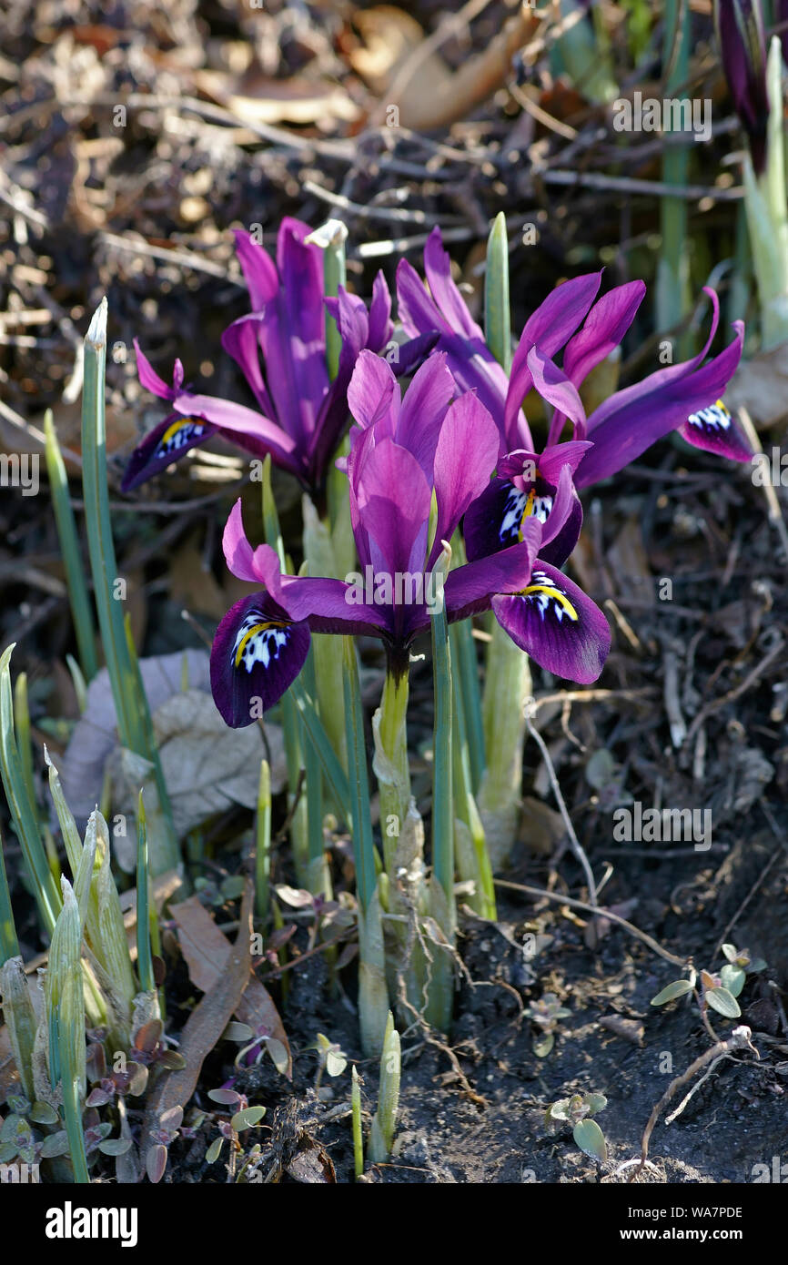 George mini iris (Iris histrioides George). Foto Stock