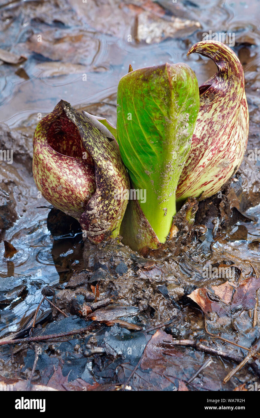 Eastern Skunk cavolo (Symplocarpus foetidus). Conosciuta come la palude, cavolo verza Clumpfoot, Prato cavolo, Foetid pothos e Polecat anche di erbaccia. Foto Stock