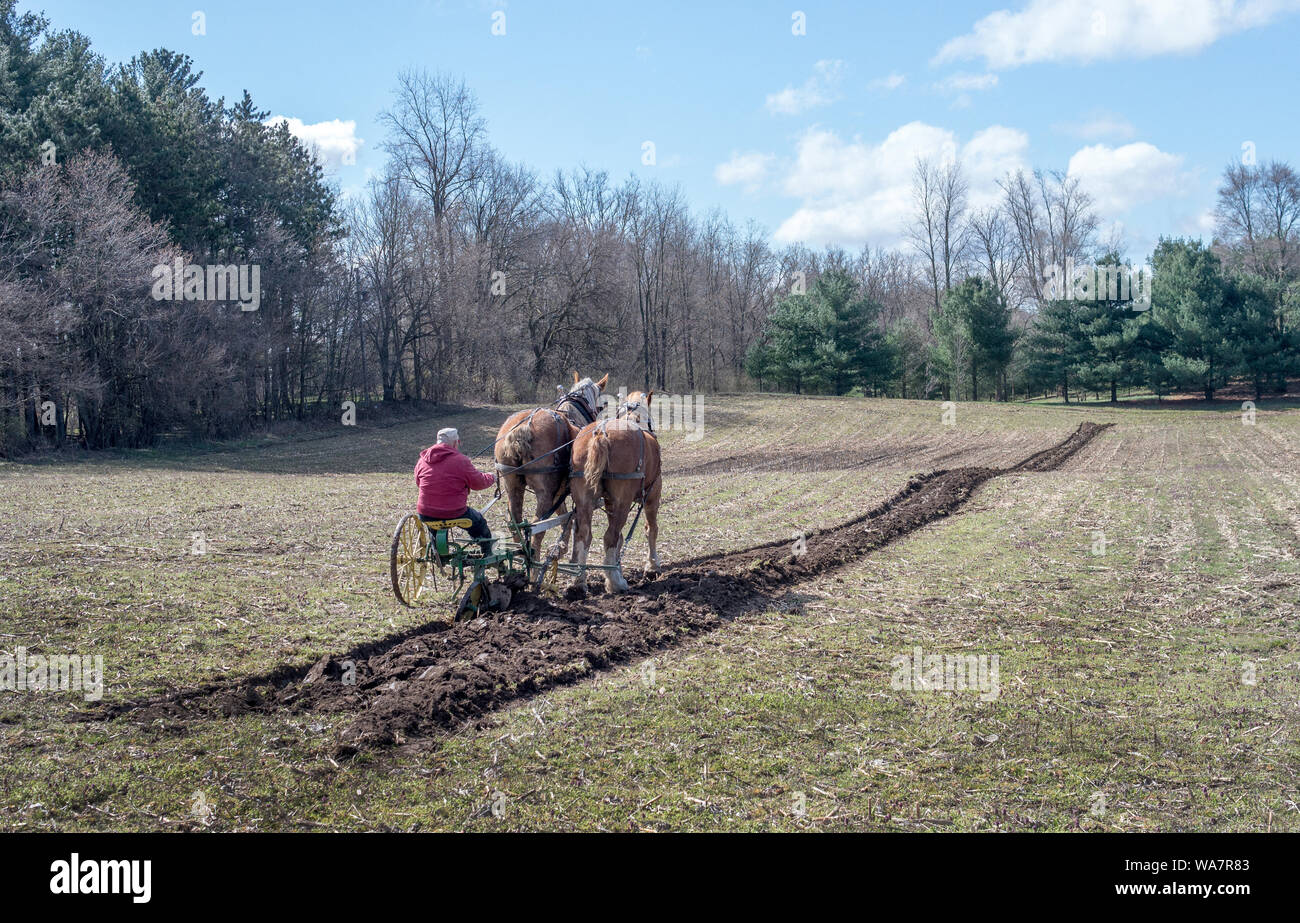 28 aprile 2018 Buchanan MI USA; arando il vecchio stile con cavalli e un aratro guidato da una persona Foto Stock