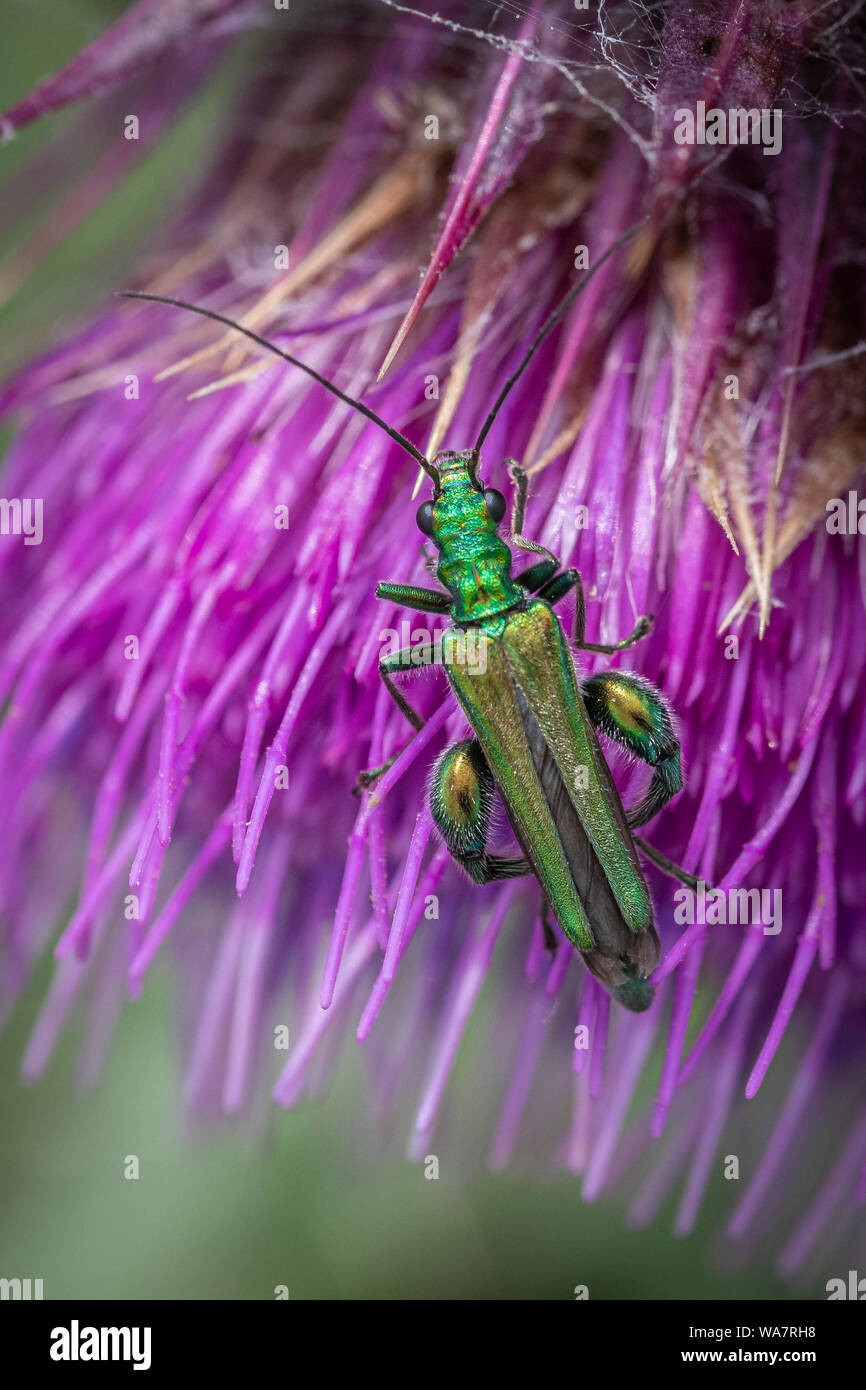 Gonfia-thighed beetle (Oedemera nobilis) alimentazione sul polline su un fiore di cardo sulle colline Polden, Somerset, Regno Unito Foto Stock