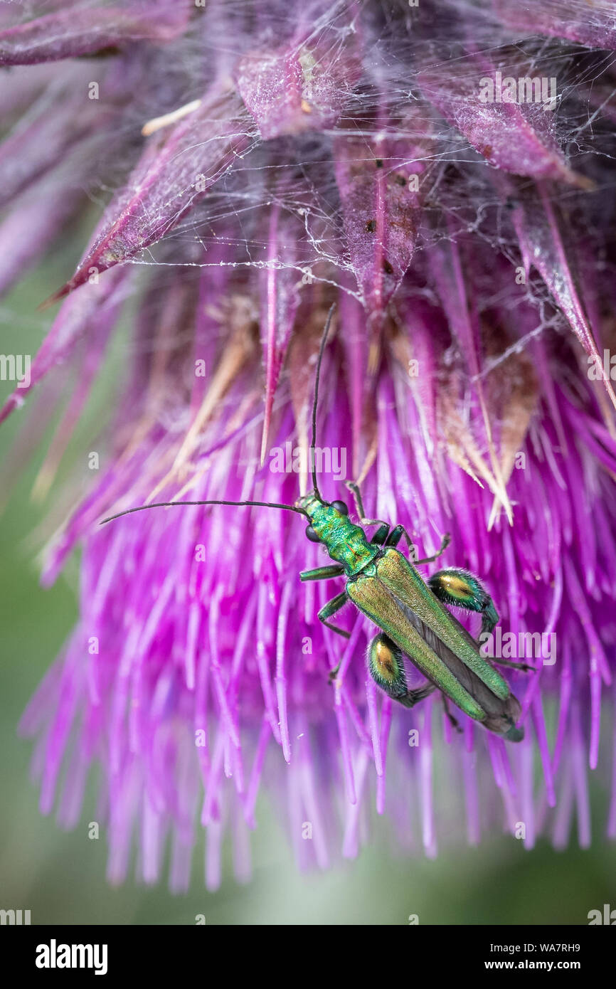 Gonfia-thighed beetle (Oedemera nobilis) alimentazione sul polline su un fiore di cardo sulle colline Polden, Somerset, Regno Unito Foto Stock