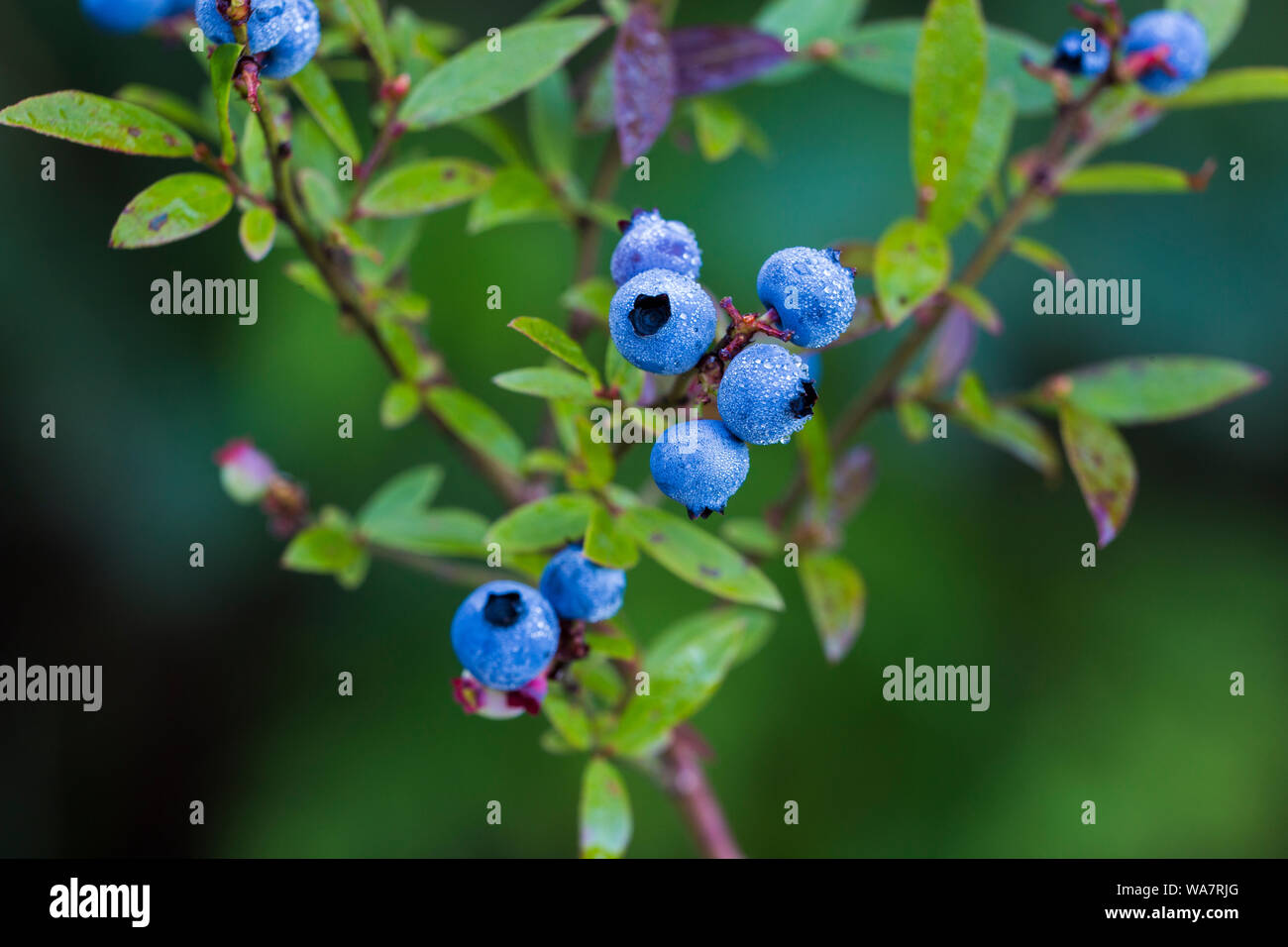 Vaccinium angustifolium, comunemente noto come il Wild lowbush mirtillo macro shot con gocce di rugiada Foto Stock