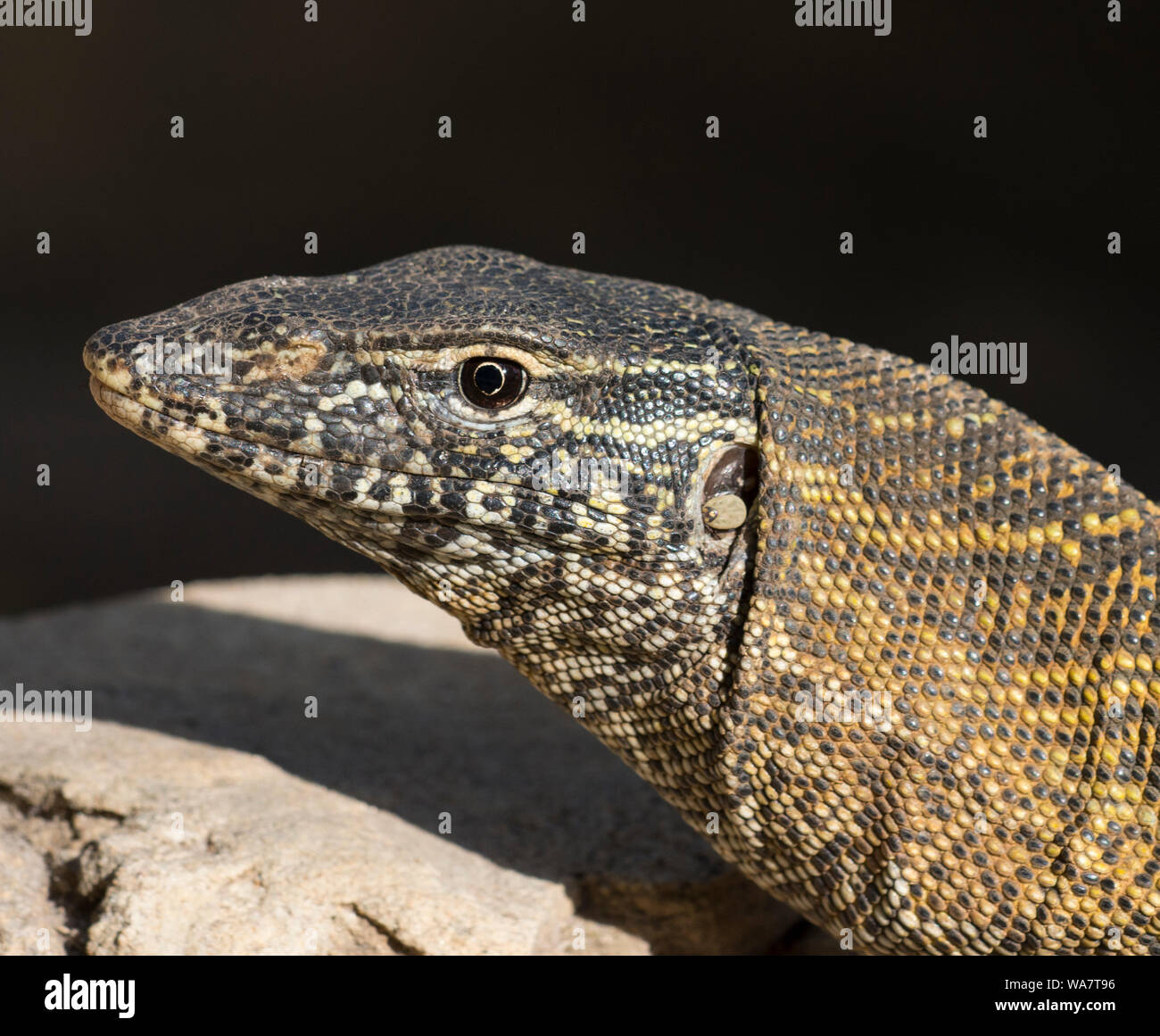 Close up di un monitor del Nilo Lizard Varanus niloticus al sole nella Gambia Africa occidentale Foto Stock