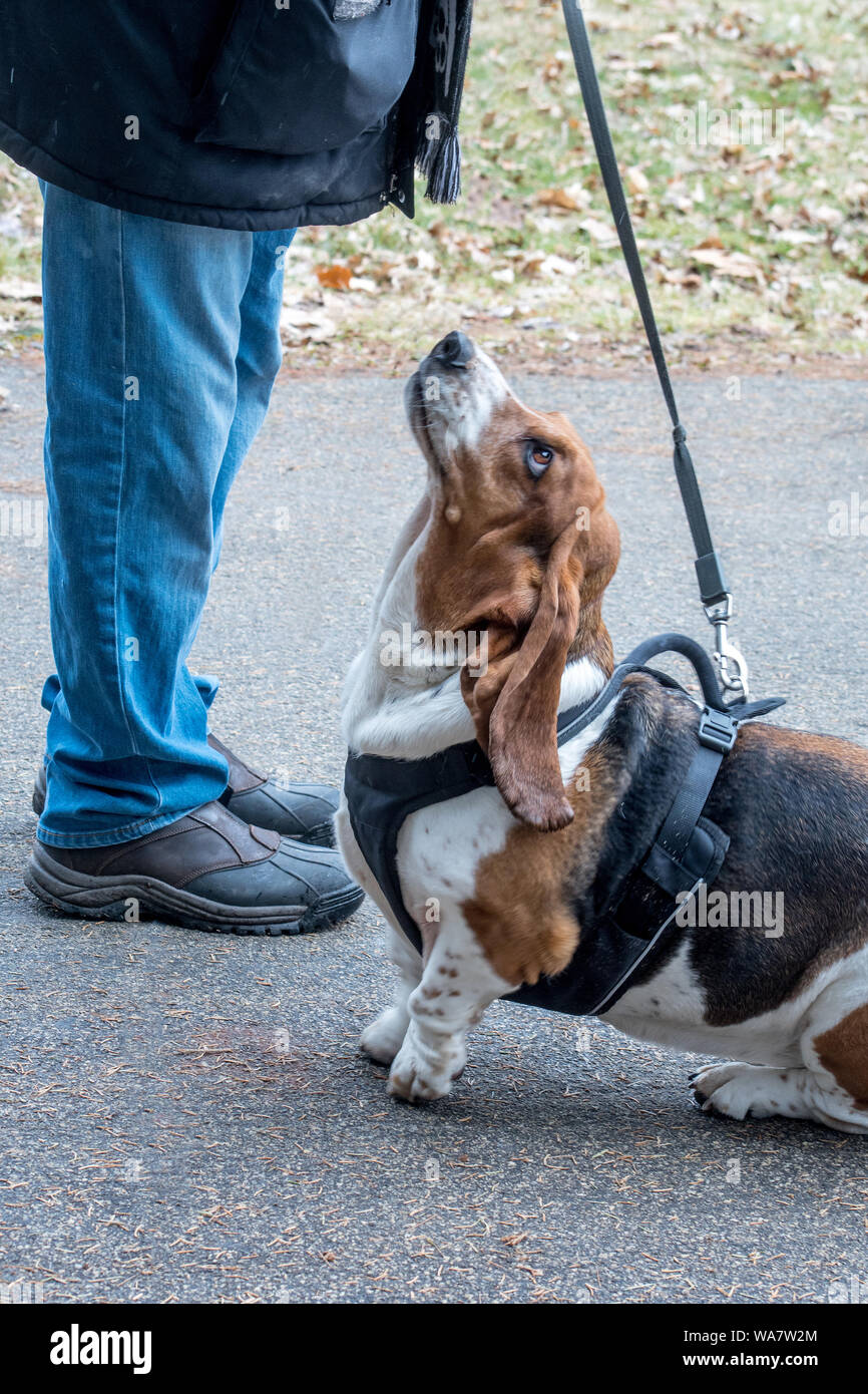 Sad eyed Basset Hound mendica per un trattamento dal suo proprietario Foto Stock