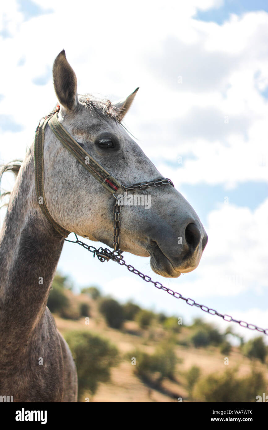 Un bel bianco cavalli domestici pascolo a erba verde campo Foto Stock