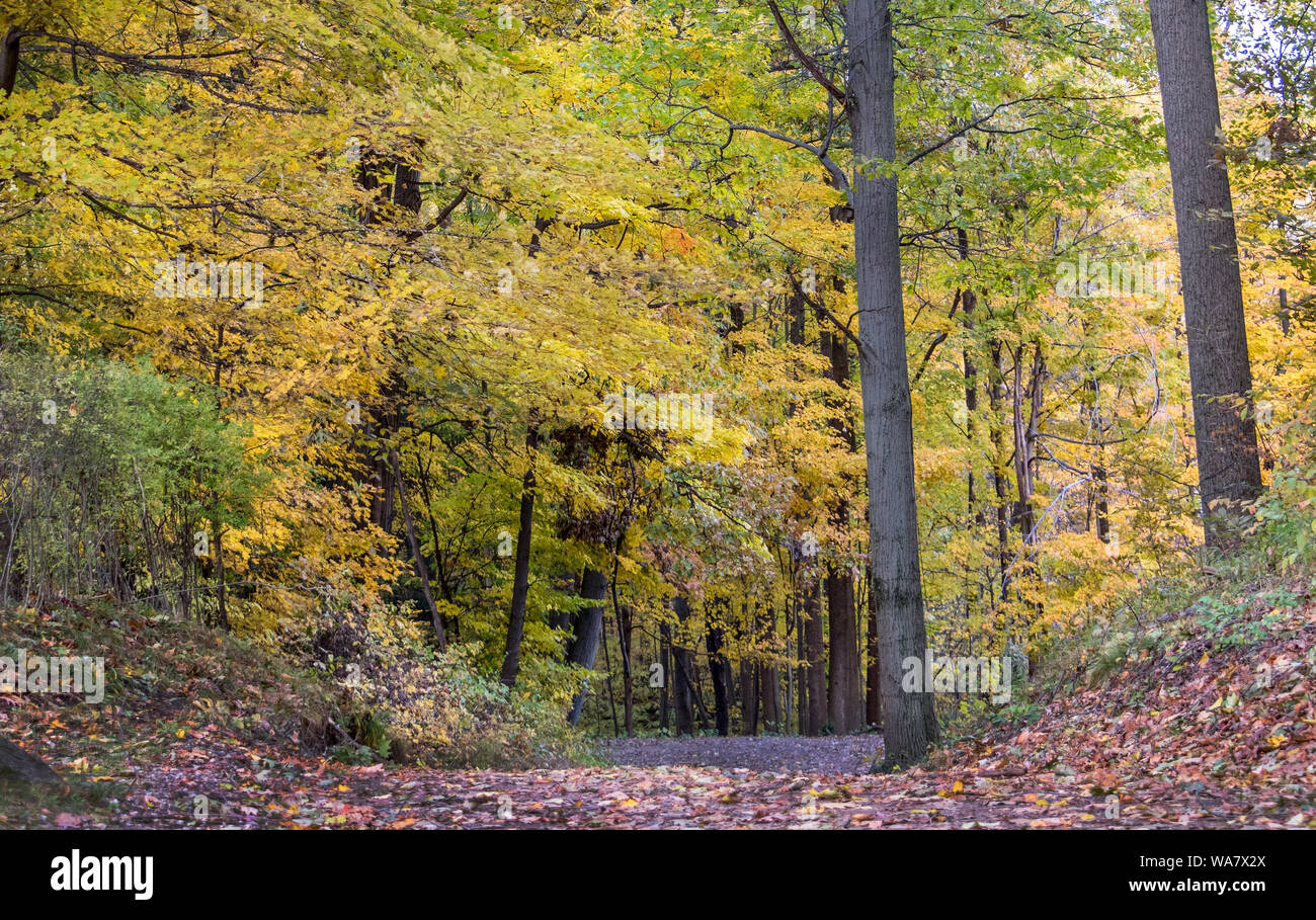 Oro e verde foresta di caduta nel Michigan STATI UNITI Foto Stock