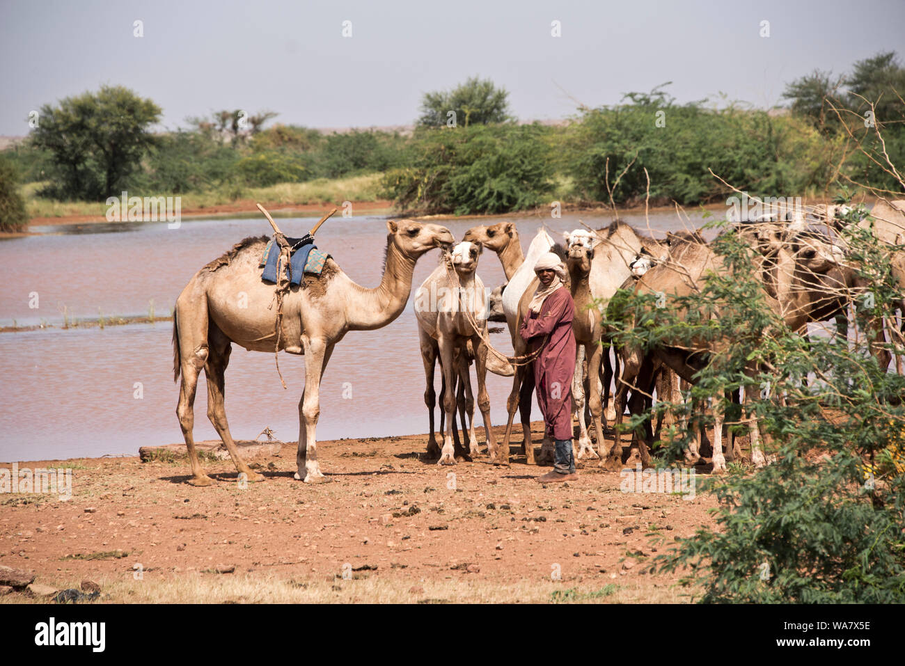 Uomo nomade con i suoi cammelli a un posto di irrigazione vicino Ingal in Niger, Africa occidentale Foto Stock