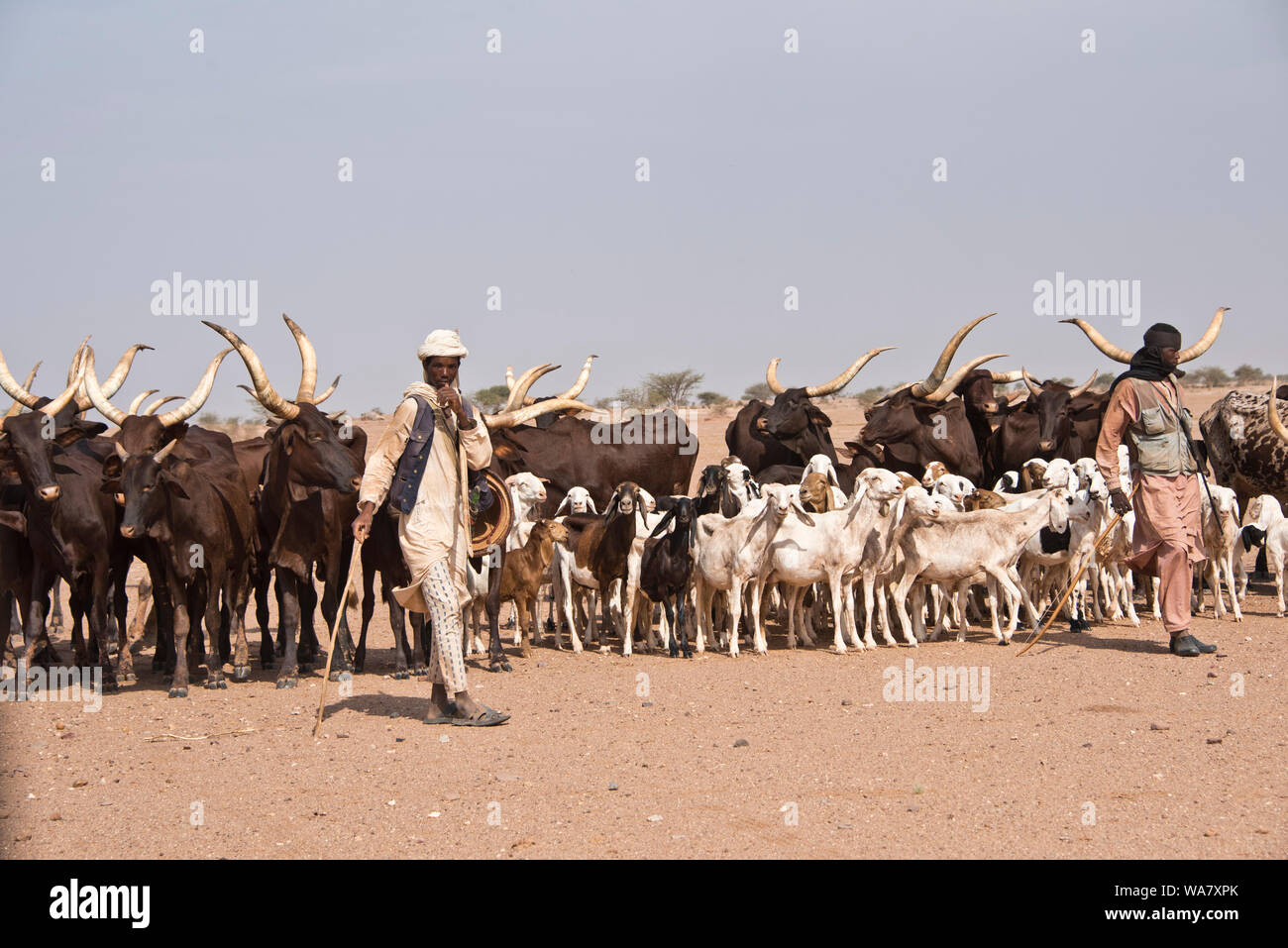 Peul uomini con le loro mandrie sul modo per l'irrigazione posti vicino Ingal in Niger Foto Stock