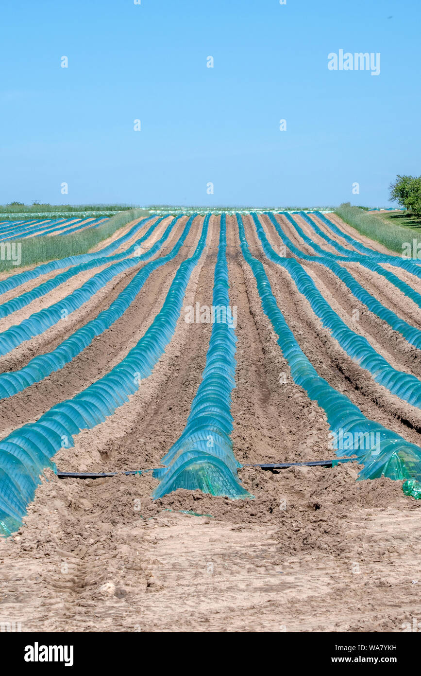 Blu Verde i coperchi in plastica di piccole piante e crea una mini casa verde, in questo nord americano campo di fattoria Foto Stock