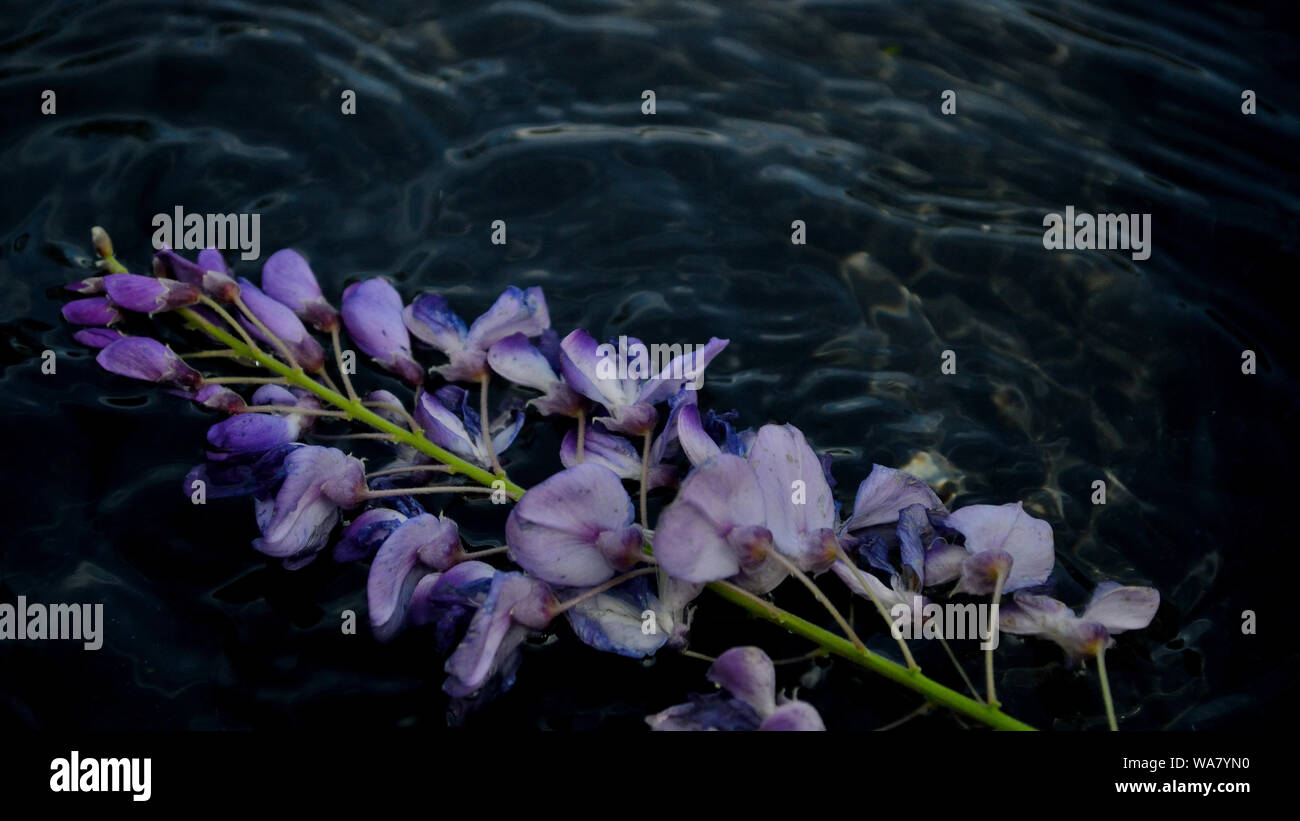 Fiore di glicine in acqua Foto Stock