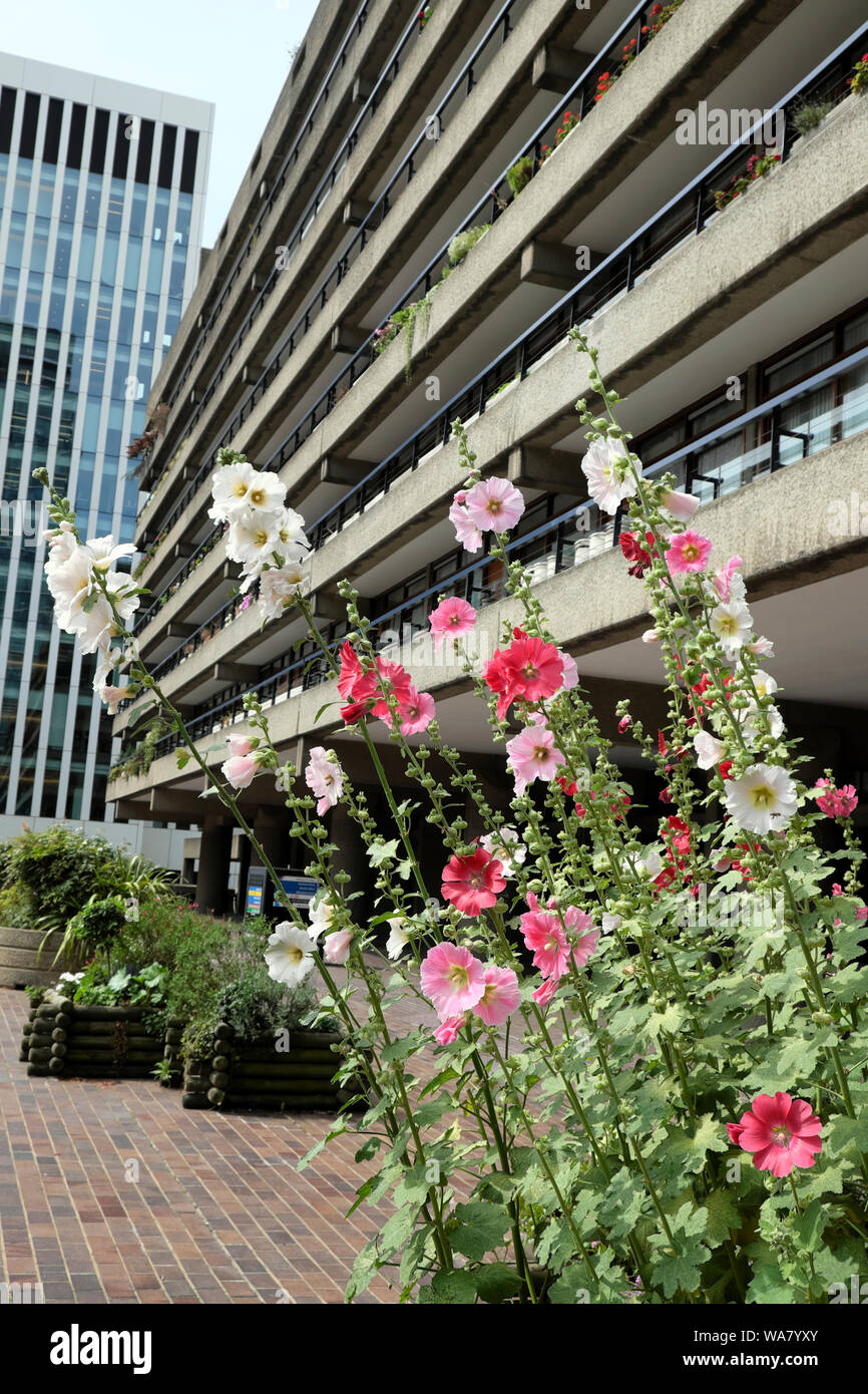 Rosa e Bianco hollyhocks crescendo in estate il Barbican Estate & vista dei grattacieli edifici di uffici nella città di Londra UK KATHY DEWITT Foto Stock