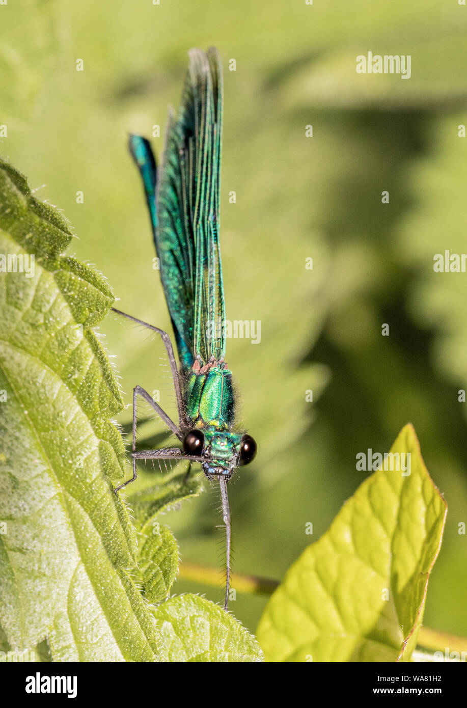 Femmina Damselfly nastrati, arroccato su di ortiche, crogiolandosi al sole in estate 2019, Bedfordshire, Regno Unito. La fauna selvatica close up macro Foto Stock