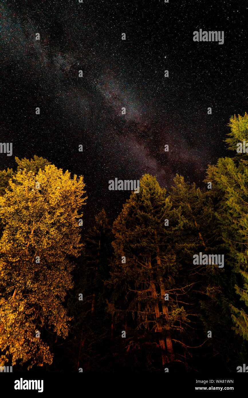 Via lattea sopra gli alberi Foto Stock