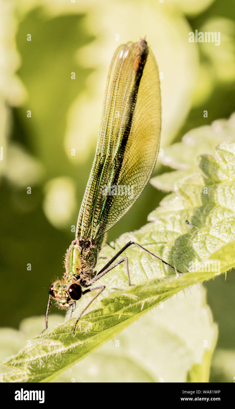 Femmina Damselfly nastrati, arroccato su di ortiche, crogiolandosi al sole in estate 2019, Bedfordshire, Regno Unito. La fauna selvatica close up macro Foto Stock