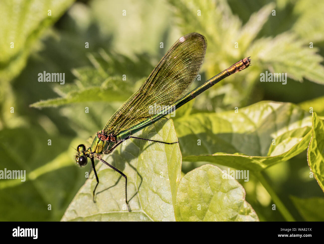 Femmina Damselfly nastrati, arroccato su di ortiche, crogiolandosi al sole in estate 2019, Bedfordshire, Regno Unito. La fauna selvatica close up macro Foto Stock
