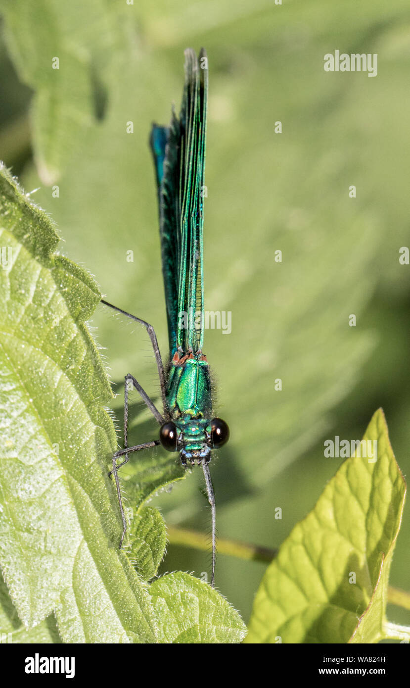 Femmina Damselfly nastrati, arroccato su di ortiche, crogiolandosi al sole in estate 2019, Bedfordshire, Regno Unito. La fauna selvatica close up macro Foto Stock
