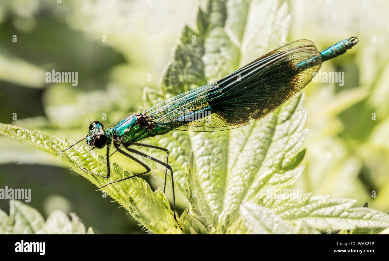 Dasselfly, femmina, su un ortica, Bedfordshire, fine estate 2019 Foto Stock