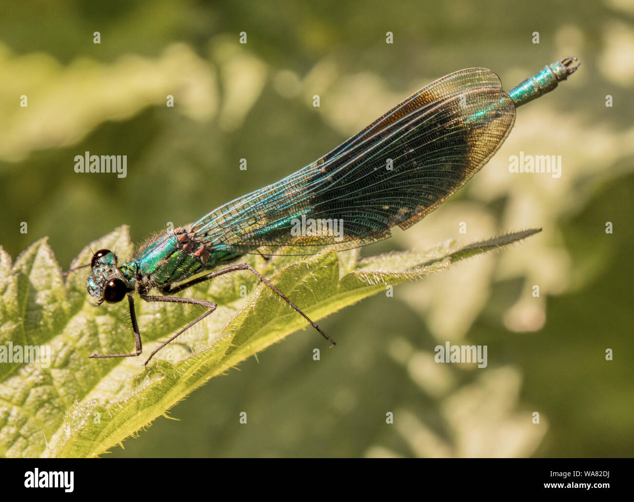 Femmina Damselfly nastrati, arroccato su di ortiche, crogiolandosi al sole in estate 2019, Bedfordshire, Regno Unito. La fauna selvatica close up macro Foto Stock