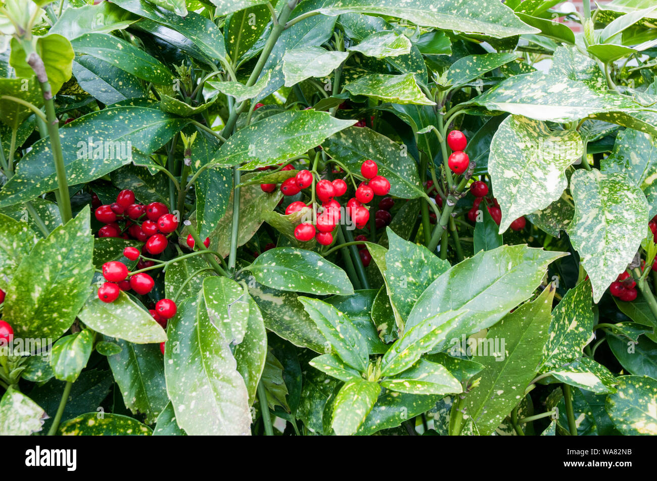 Aucuba japonica Crotonifolia macchiato o alloro con luminosi di bacche rosse ideale per siepi e cresce in grandi contenitori. Foto Stock