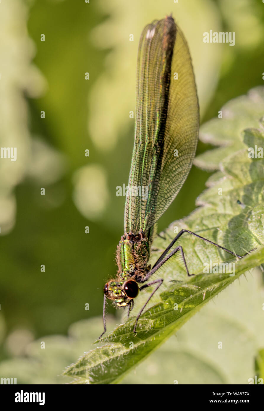 Femmina Damselfly nastrati, arroccato su di ortiche, crogiolandosi al sole in estate 2019, Bedfordshire, Regno Unito. La fauna selvatica close up macro Foto Stock
