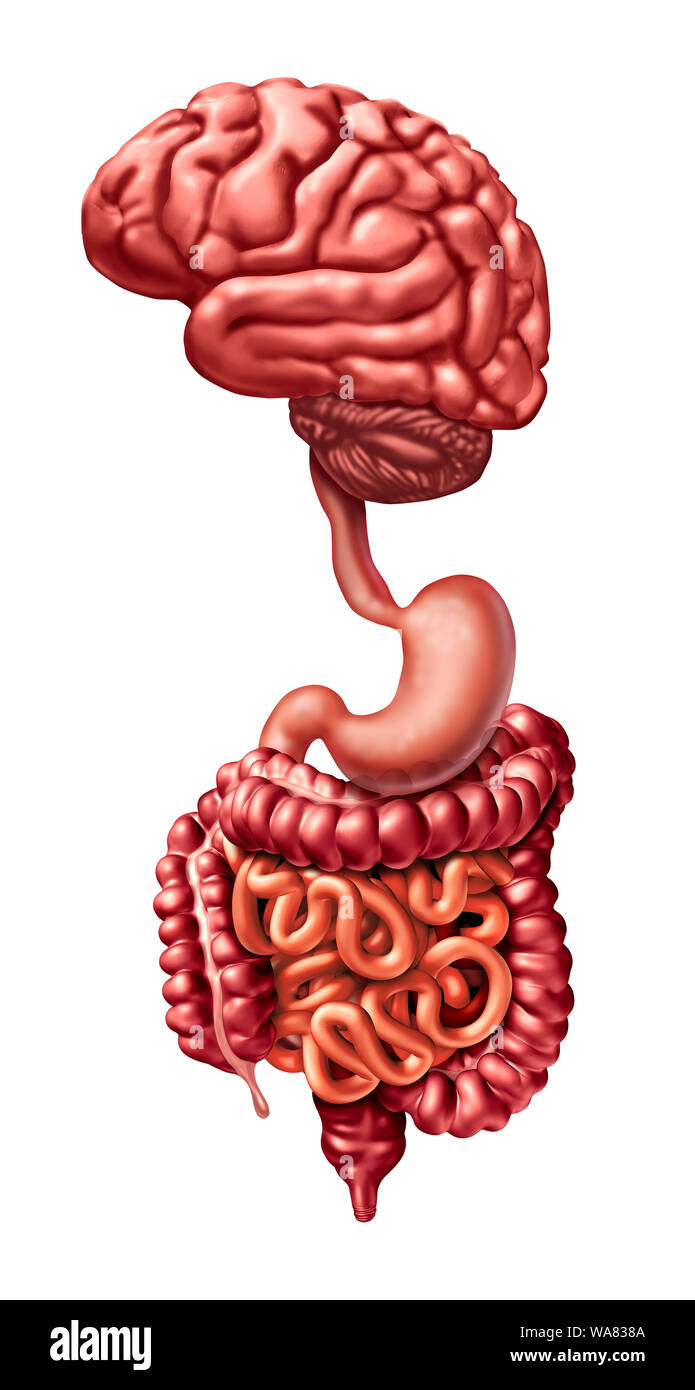 Cervello gut collegamento e mente la digestione link come un medico psychobiotic concetto con 3D'illustrazione degli elementi. Foto Stock