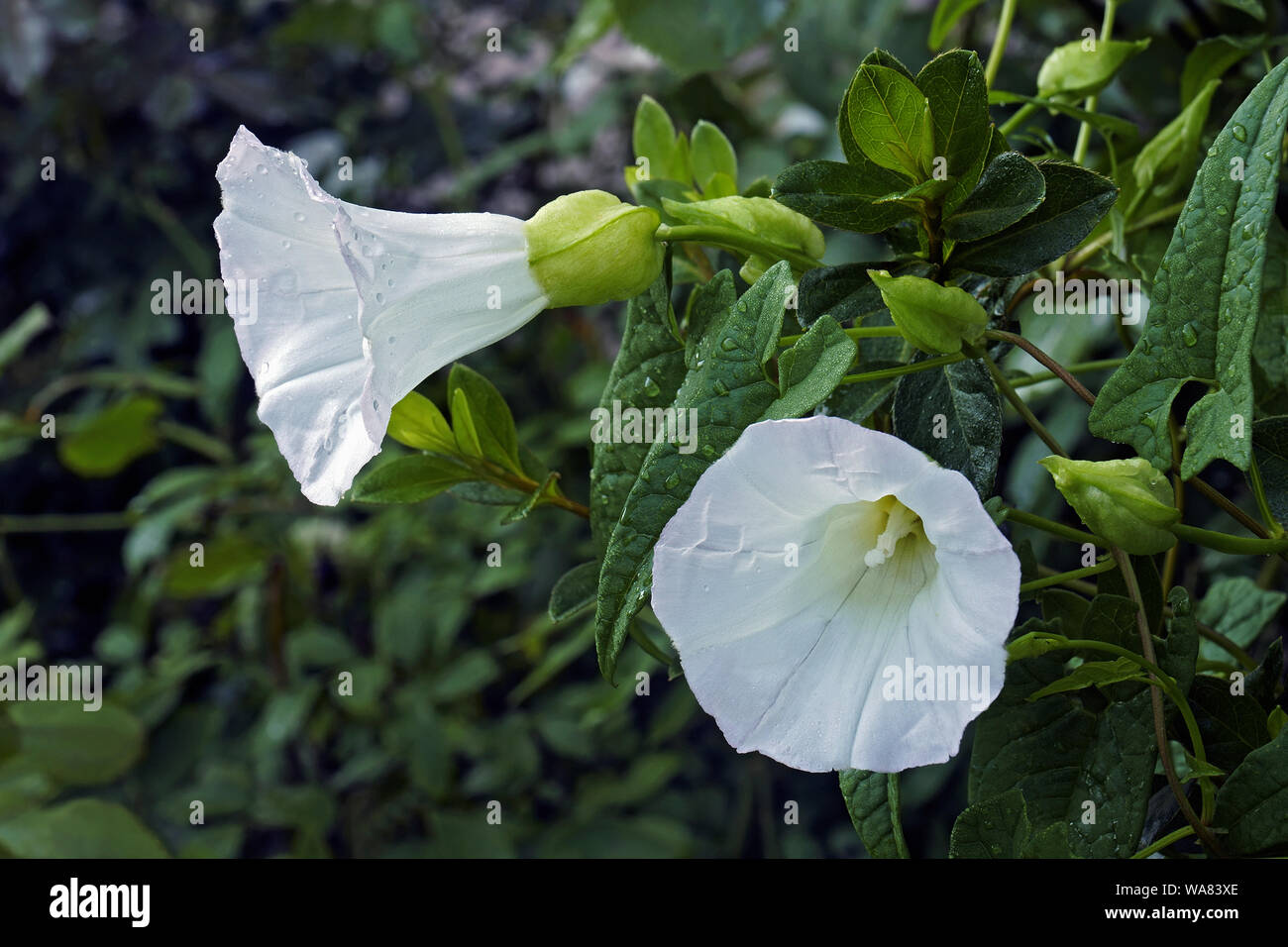 Hedge centinodia (Calystegia sepium). Noto come grandi centinodia, Rutland bellezza celeste, trombe e Bellbind anche. Foto Stock
